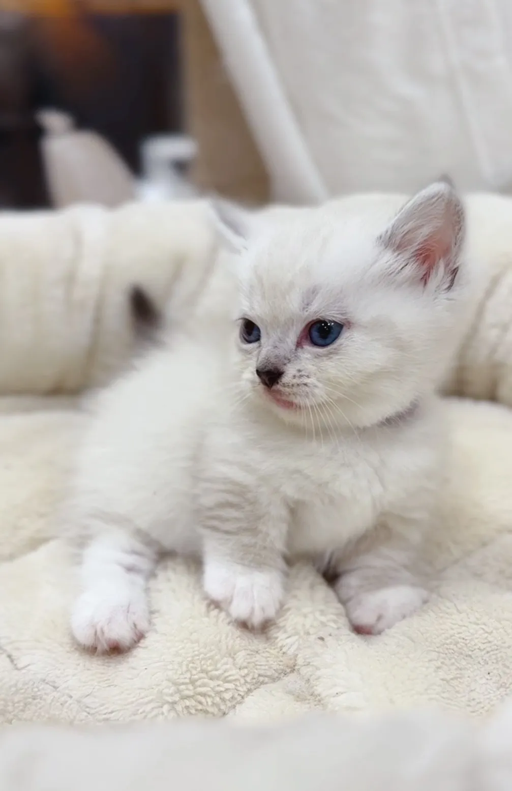 重點曼赤肯弟(已預定)