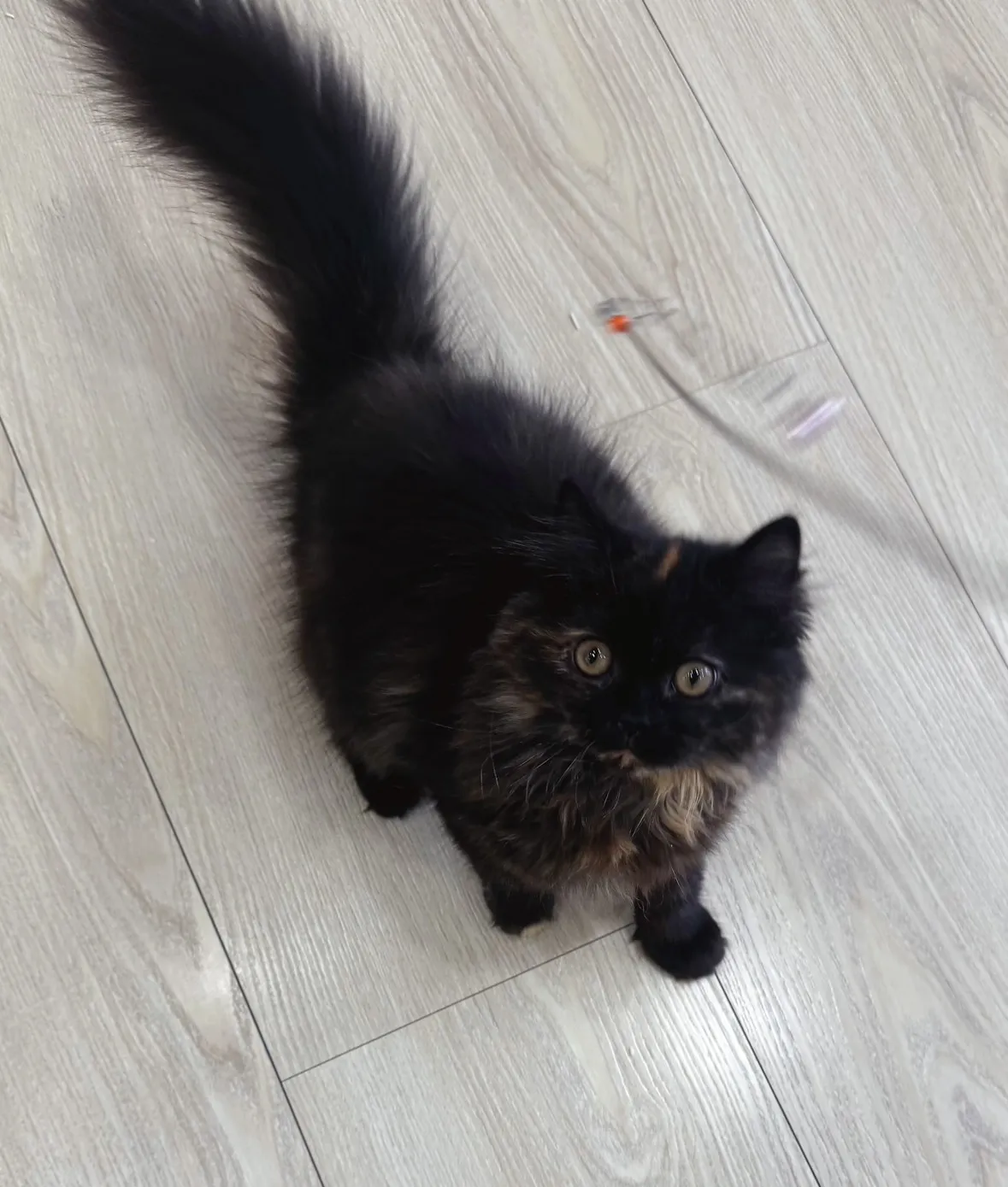 玳瑁英長妹(已預定)