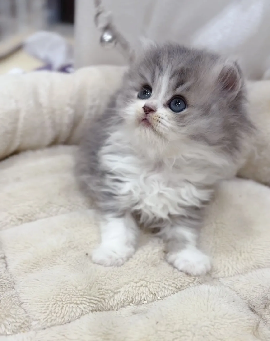 藍金加白英長妹