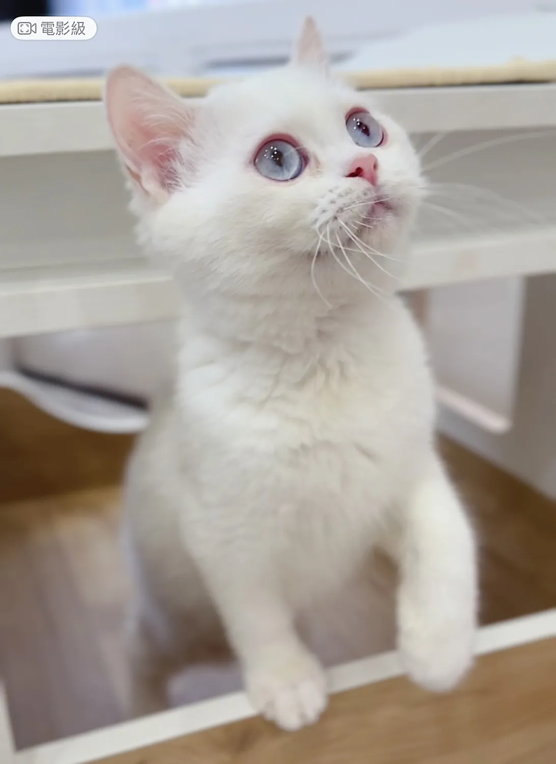 紫金點英短弟(已預定)