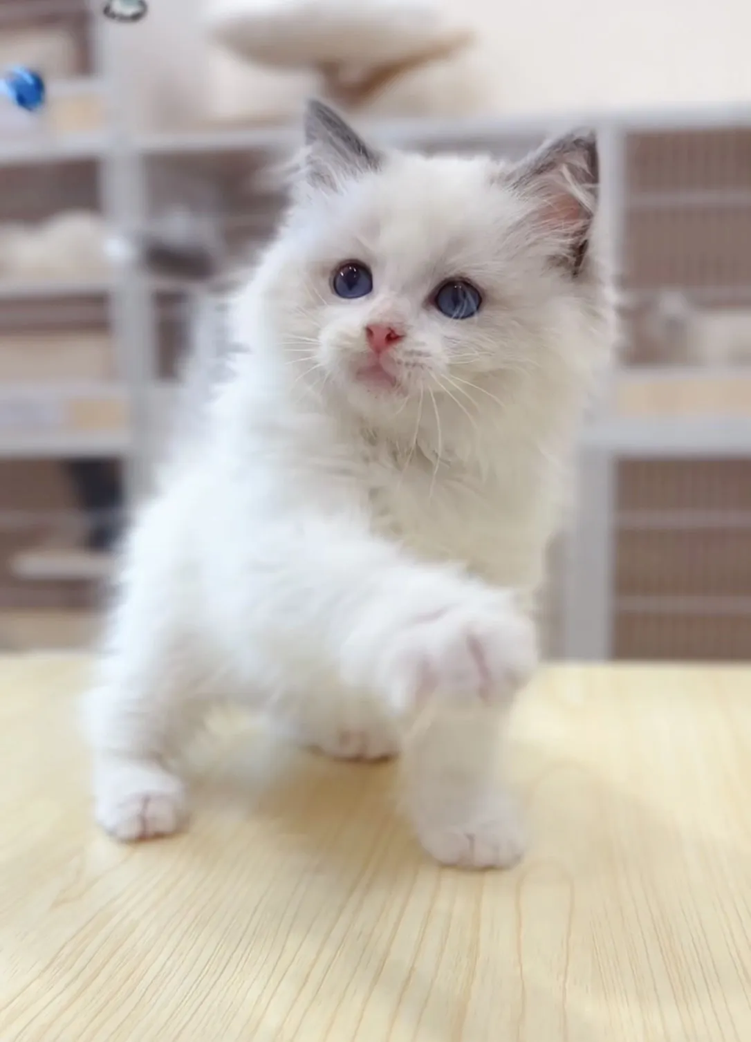 正開藍雙布偶妹妹