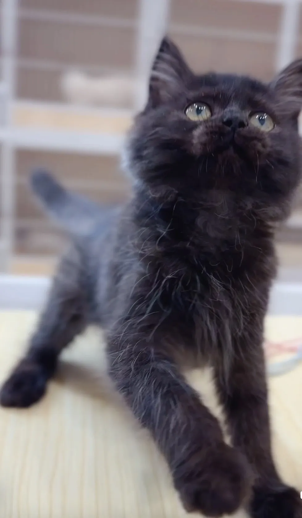 煙燻英長弟弟(已預定)