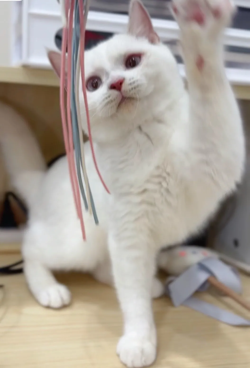 奶油端子英短弟(已預定)