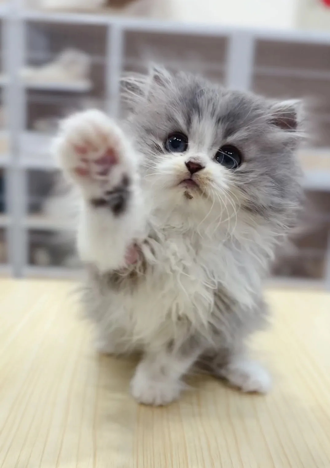 藍金加白英長妹