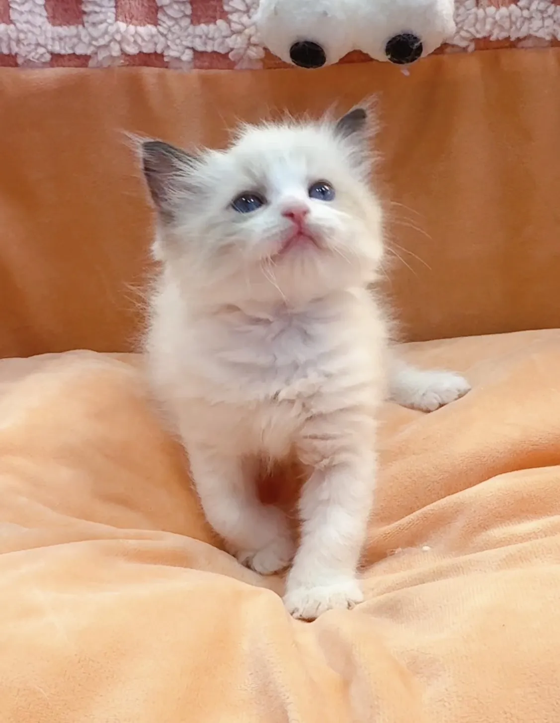 正開海雙布偶弟弟