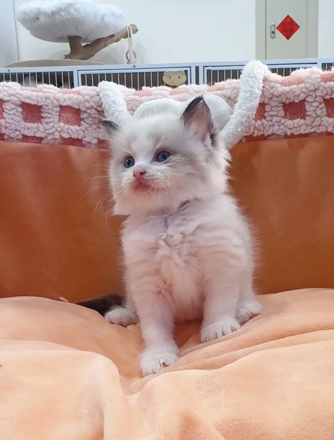 正開海雙布偶弟弟