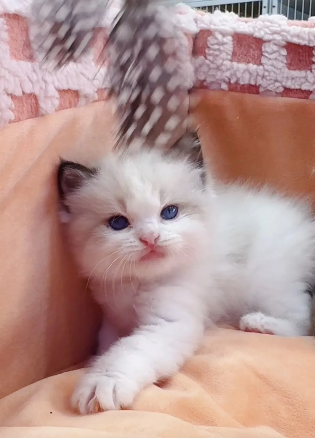 正開海雙布偶弟弟