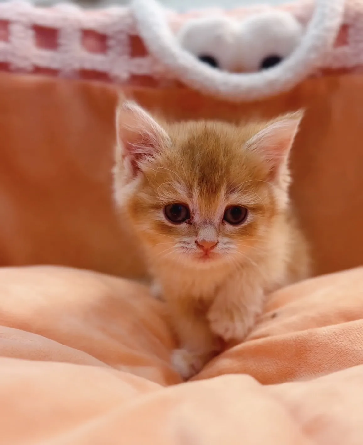 金漸層短毛弟/妹