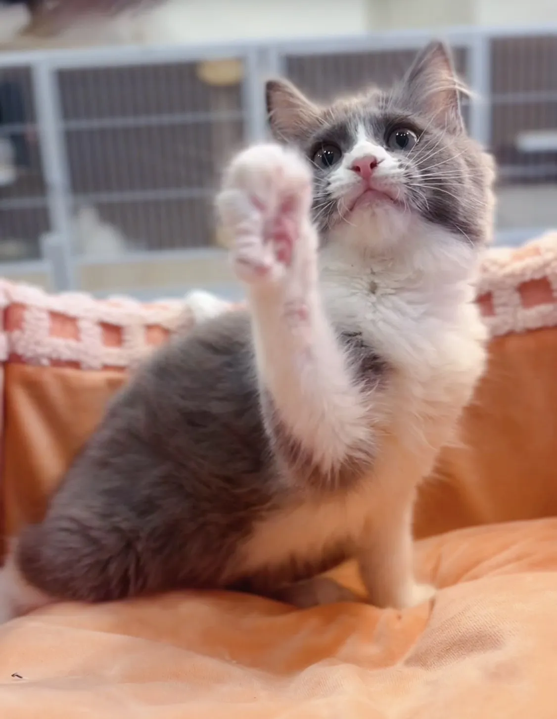 藍白賓士英短弟弟