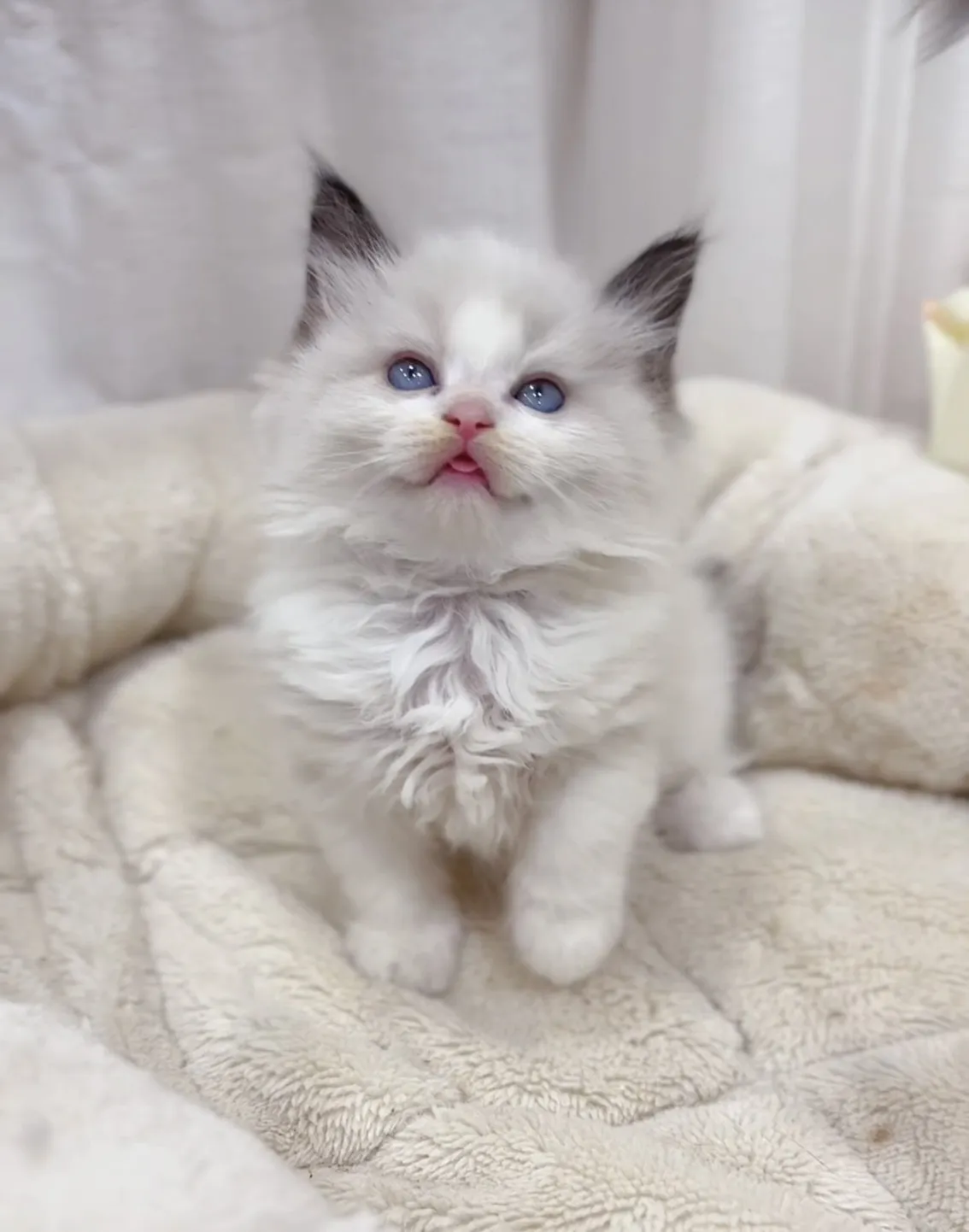 正開海雙布偶弟弟(已預定)