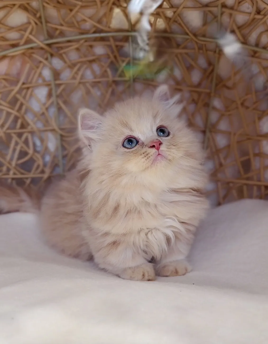 奶油小步舞曲弟弟