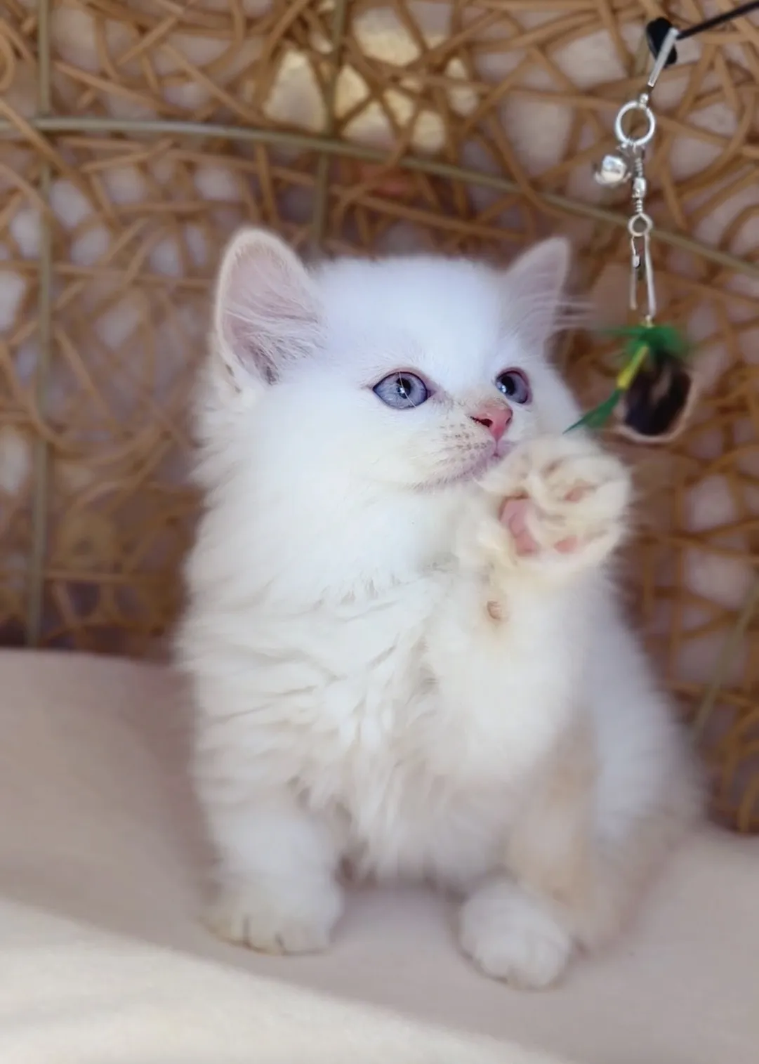 奶油端子小步舞曲弟弟