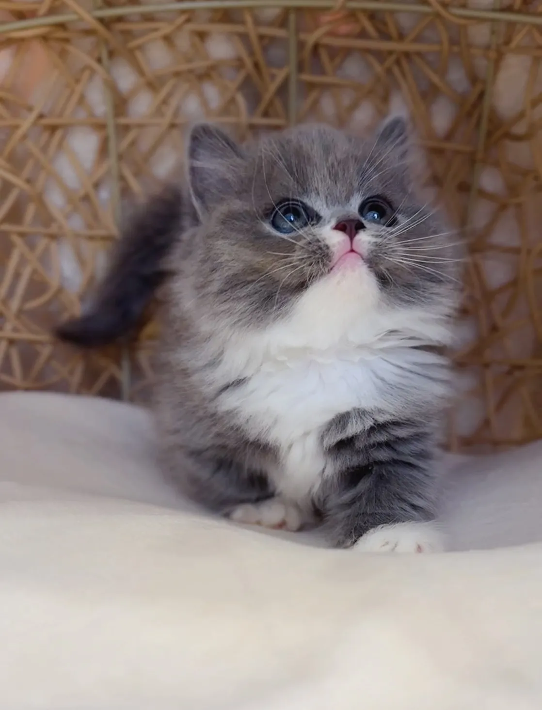 藍白小步舞曲弟弟(已預定)