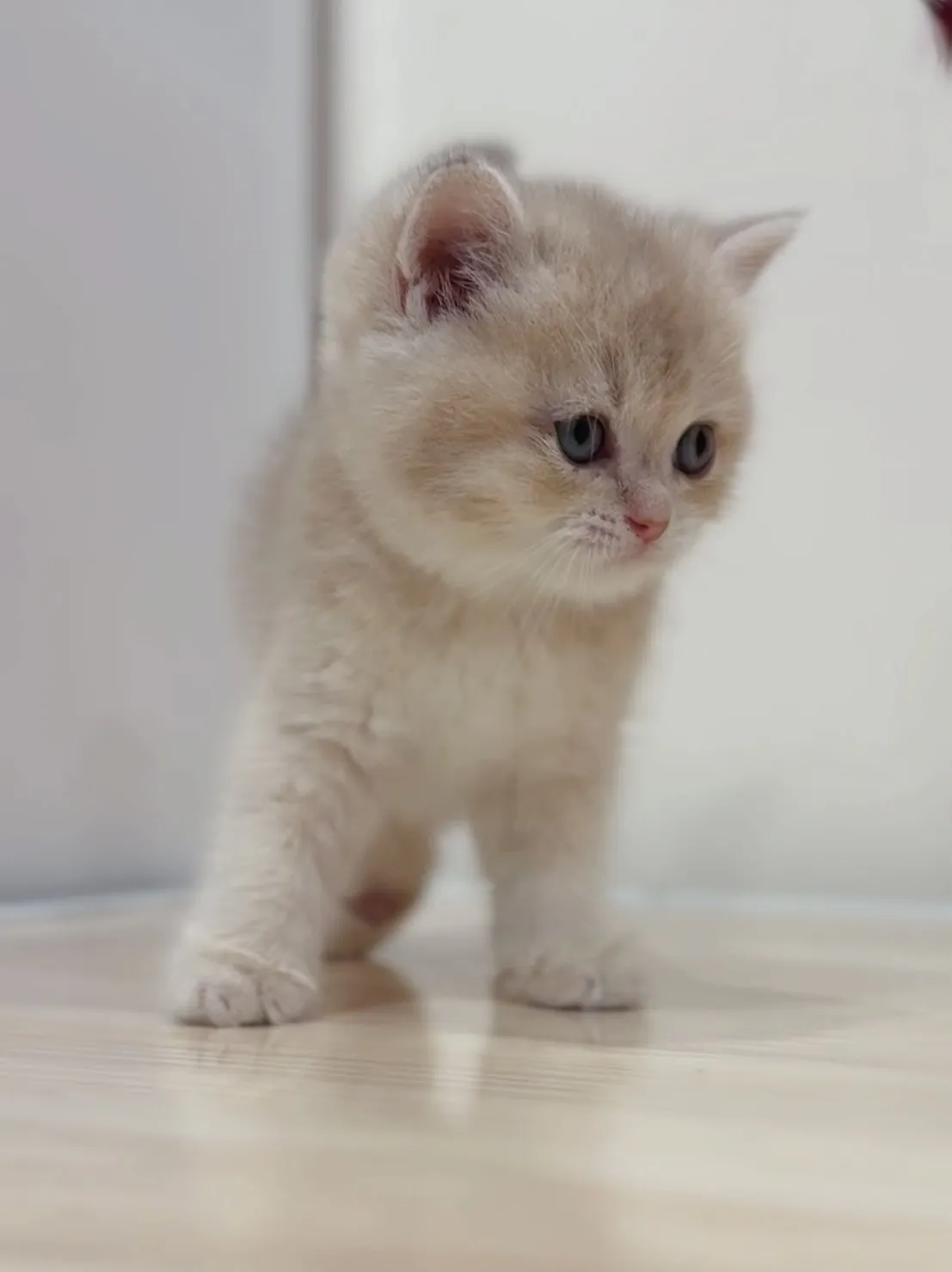 焦糖藍金英短弟弟