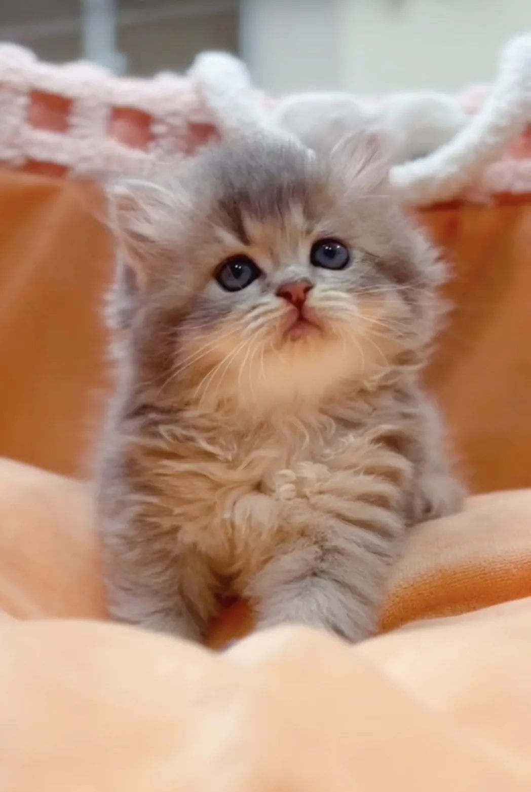 藍金漸層長毛妹