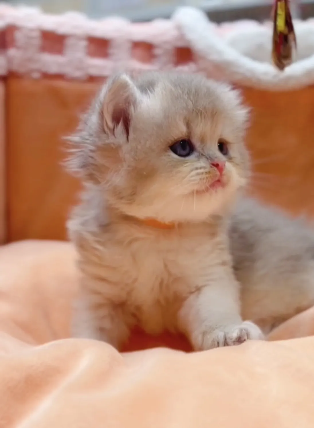 藍金漸層長毛弟