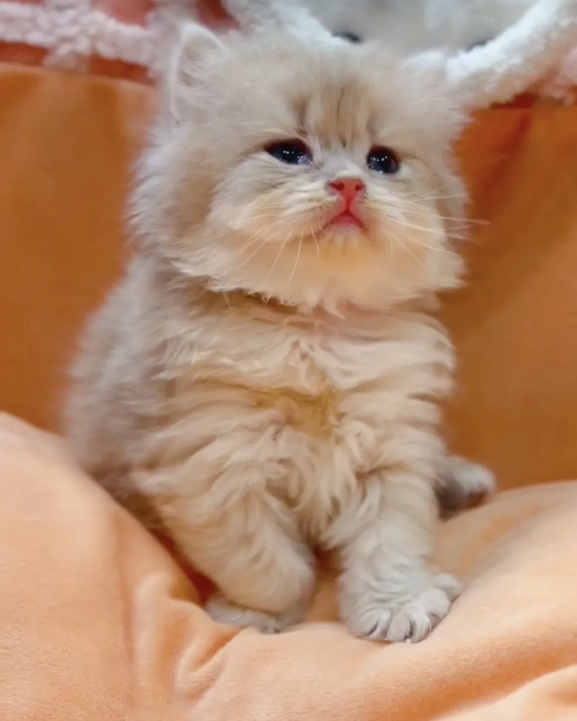 藍金漸層長毛弟(已預定)