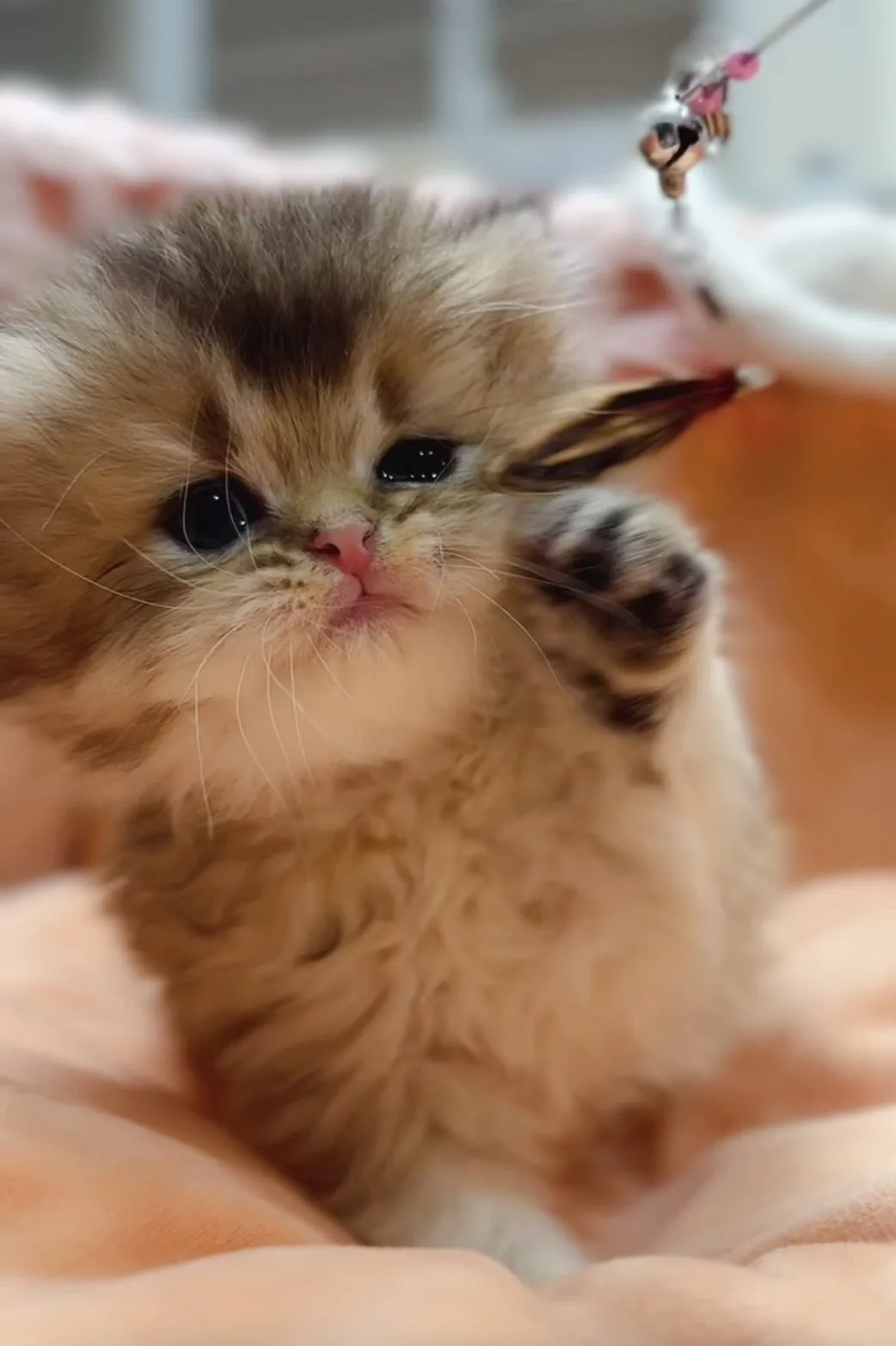 黑金漸層長毛妹