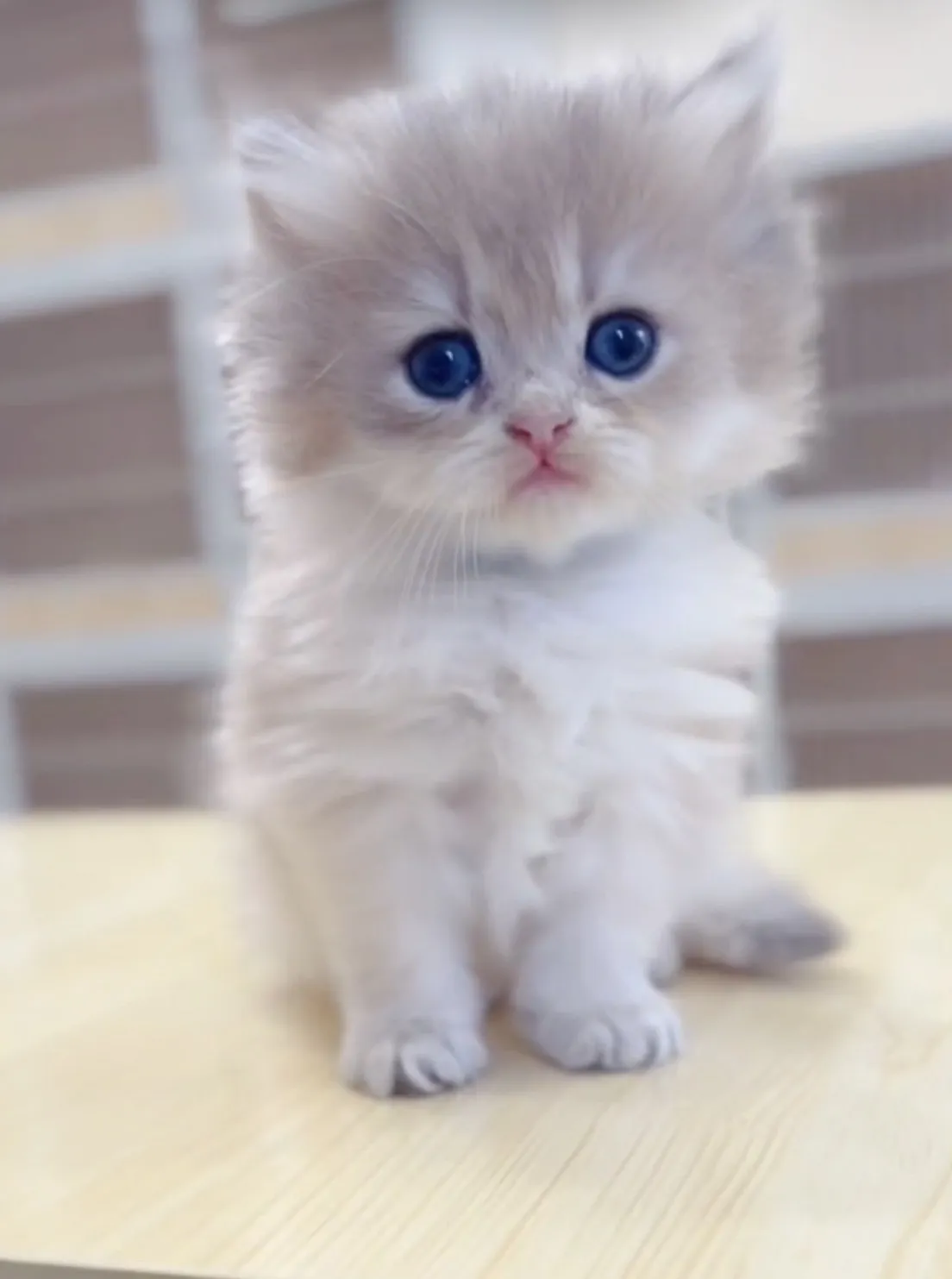 藍金漸層長毛妹