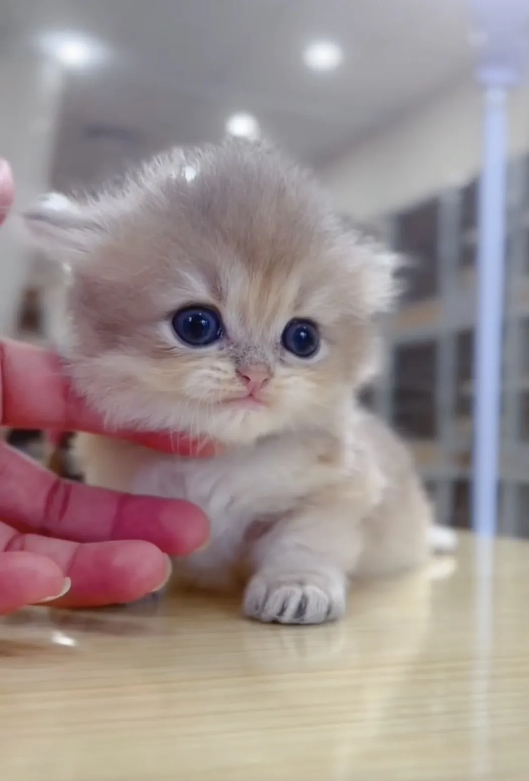 藍金漸層長毛弟