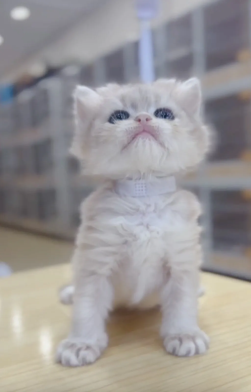 藍金漸層長毛妹