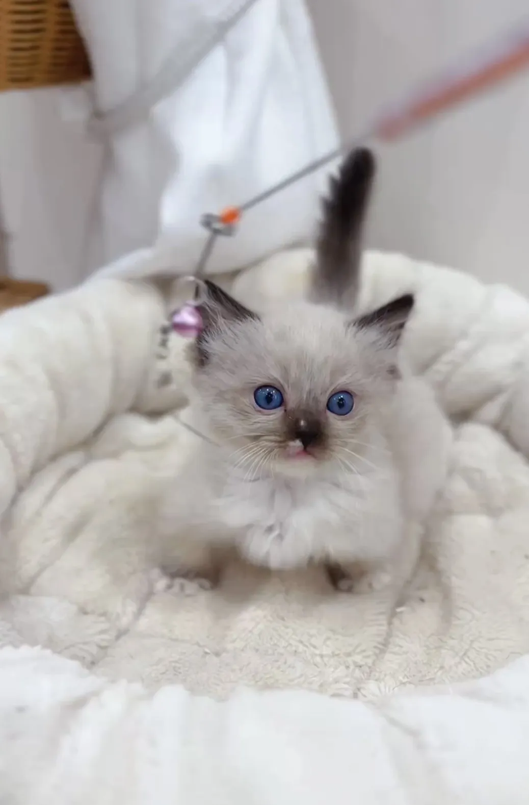 重點小步舞曲弟(已預定)