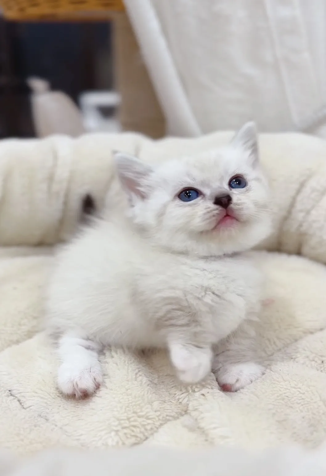 重點曼赤肯弟(已預定)