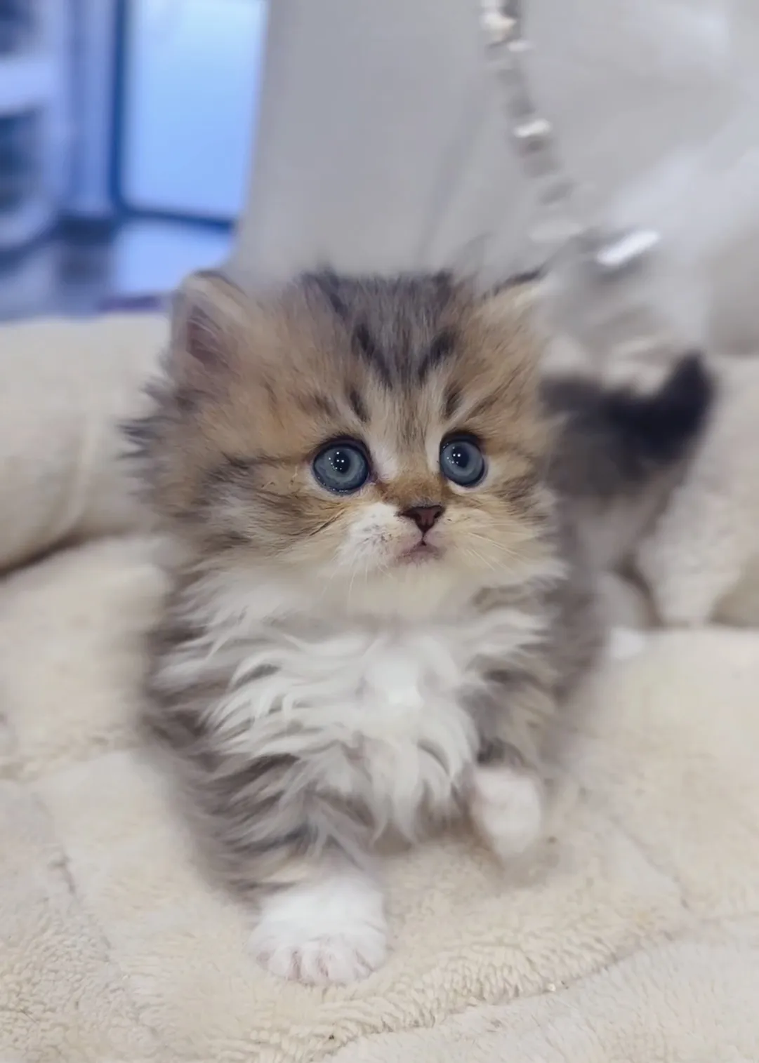 黑金加白小步舞曲