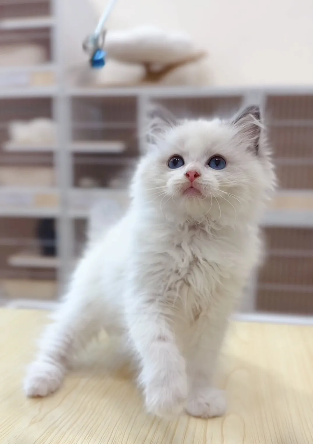 正開藍雙布偶妹妹