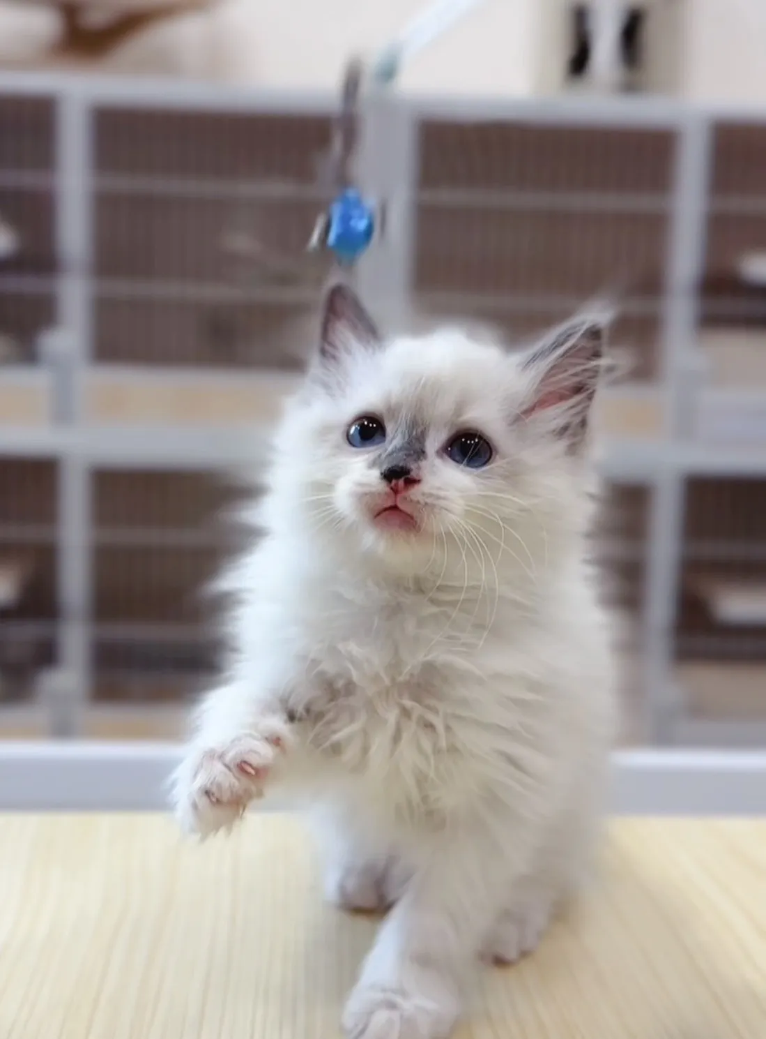 藍雙弟弟(已預定)