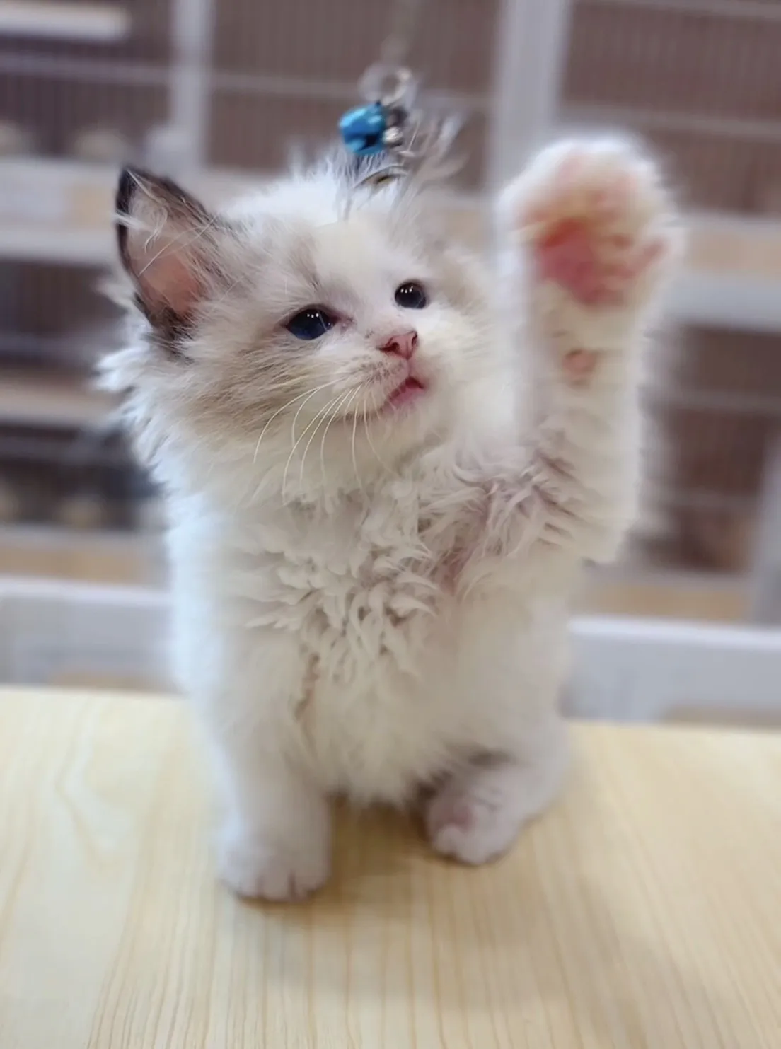 正開海雙布偶妹妹