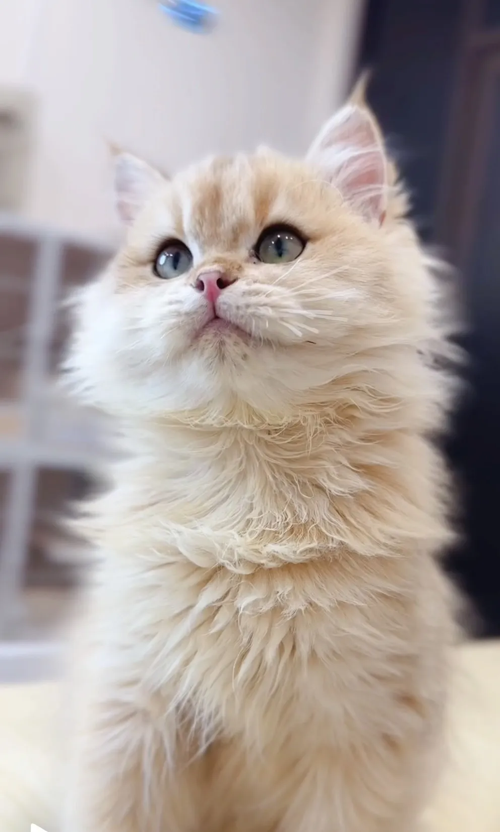 金漸層長毛弟(已預定)