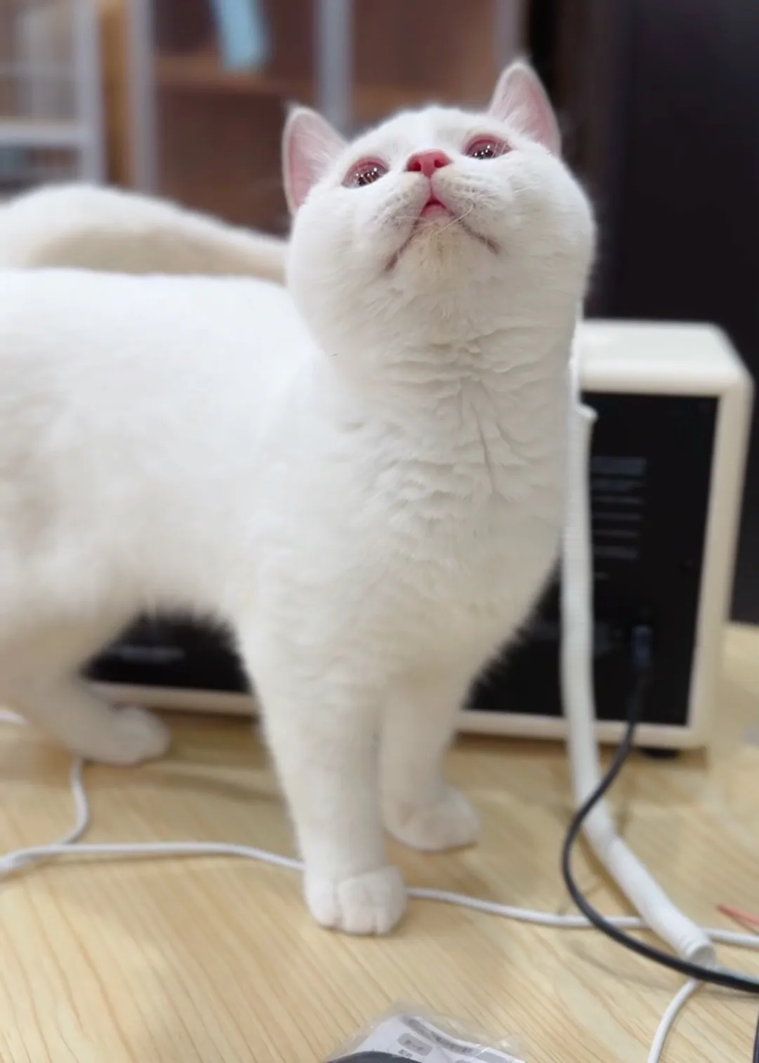 奶油端子英短弟(已預定)