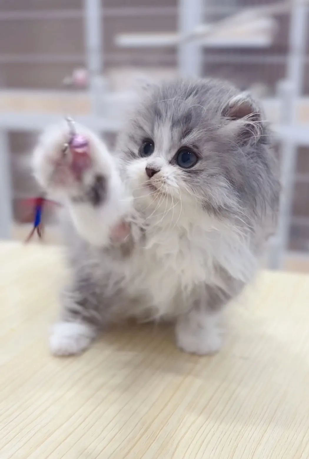 藍金加白英長妹