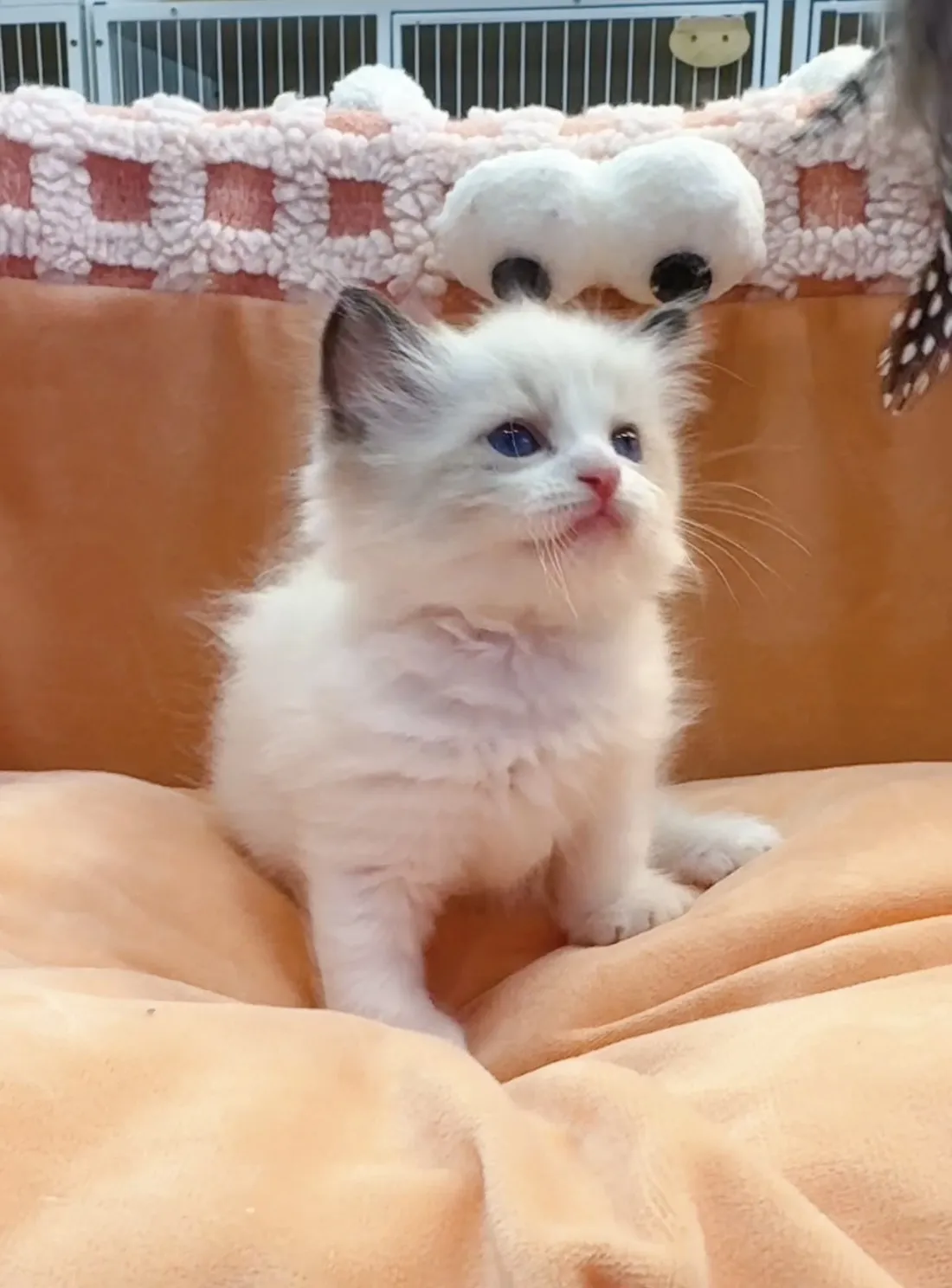 正開海雙布偶弟弟