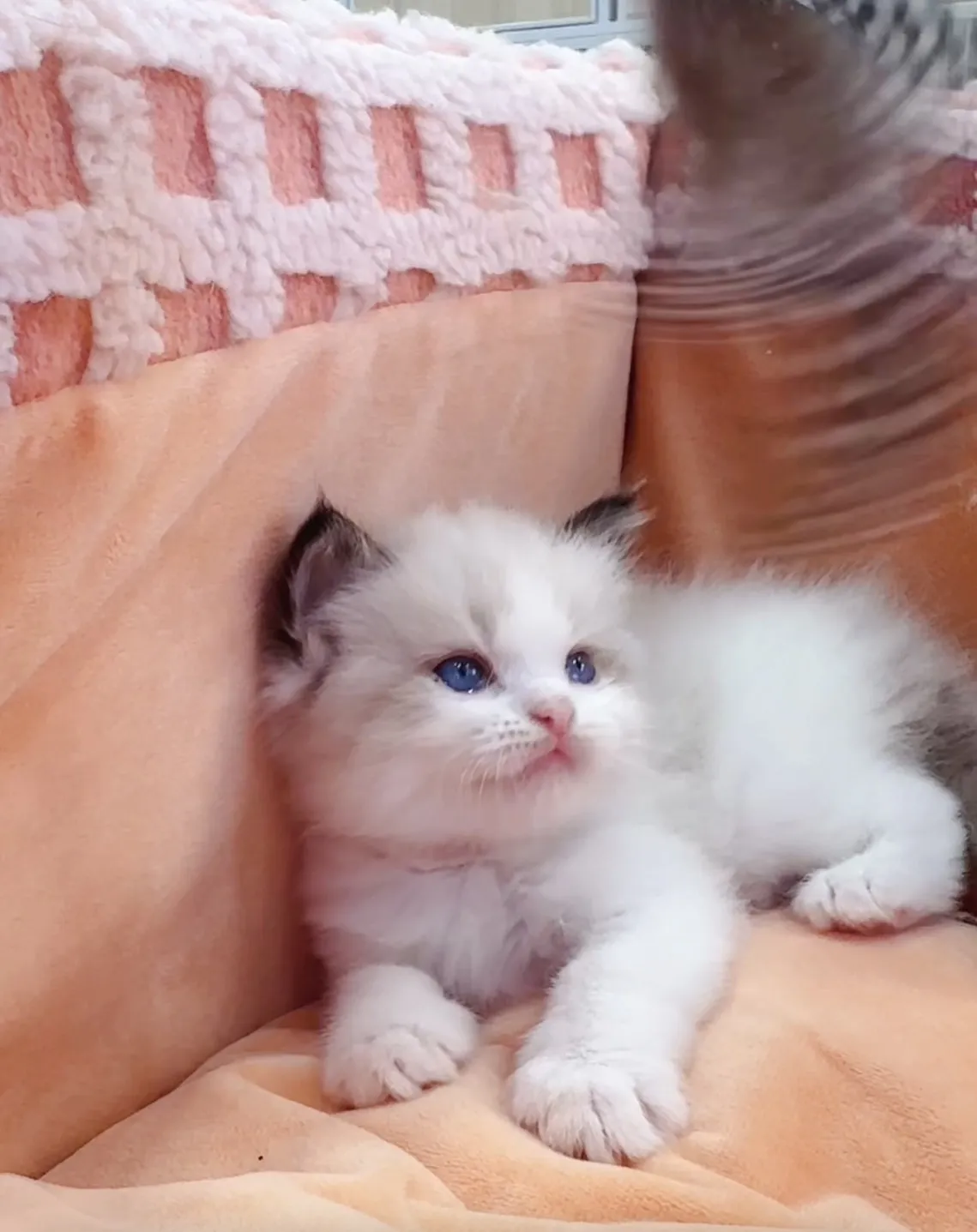 正開海雙布偶弟弟