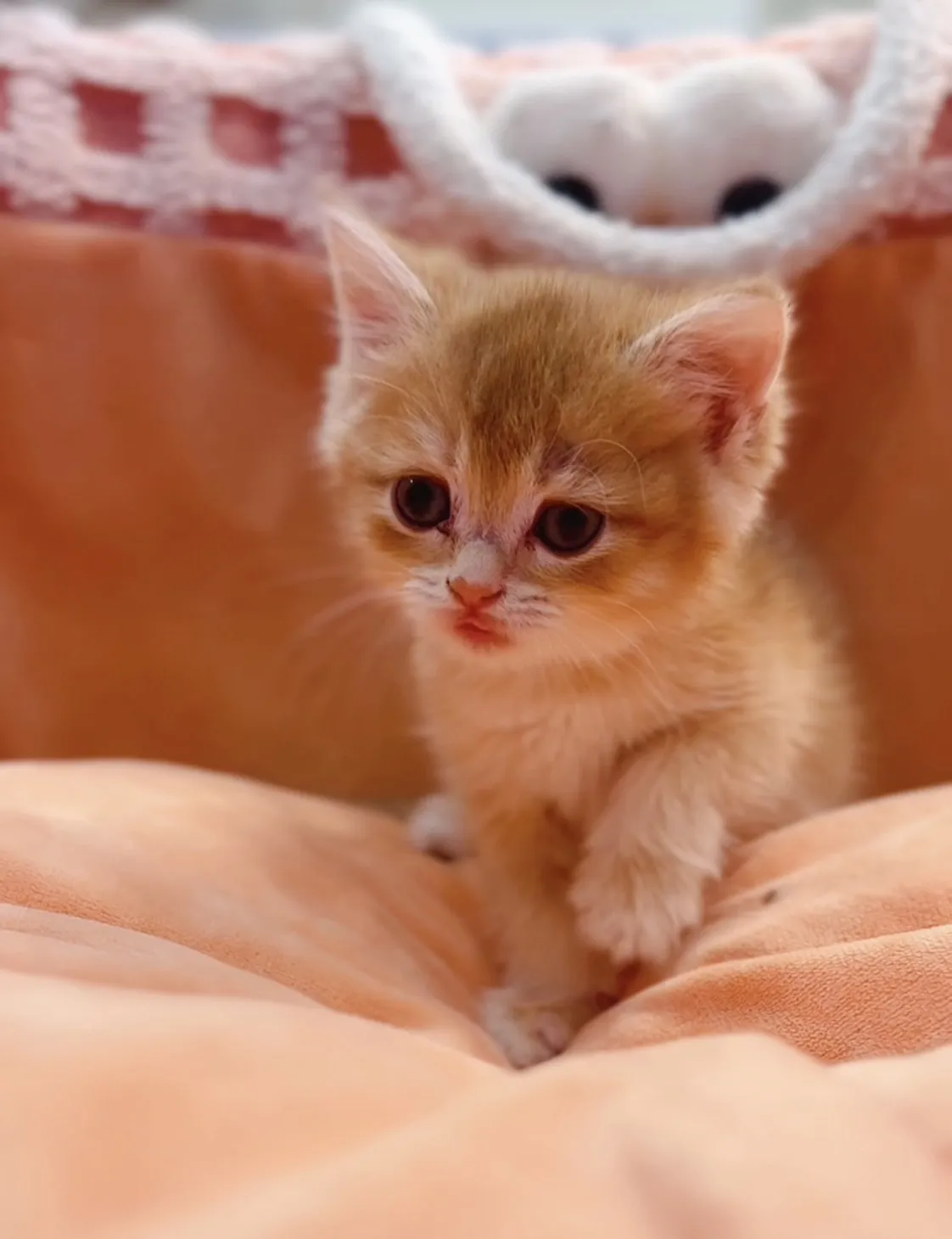 金漸層短毛弟/妹