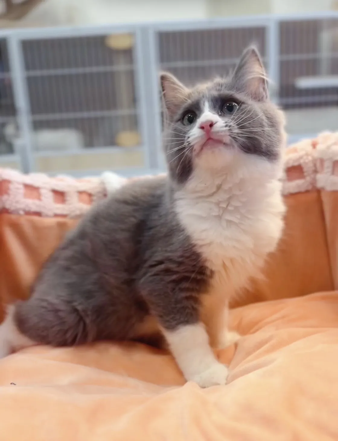 藍白賓士英短弟弟