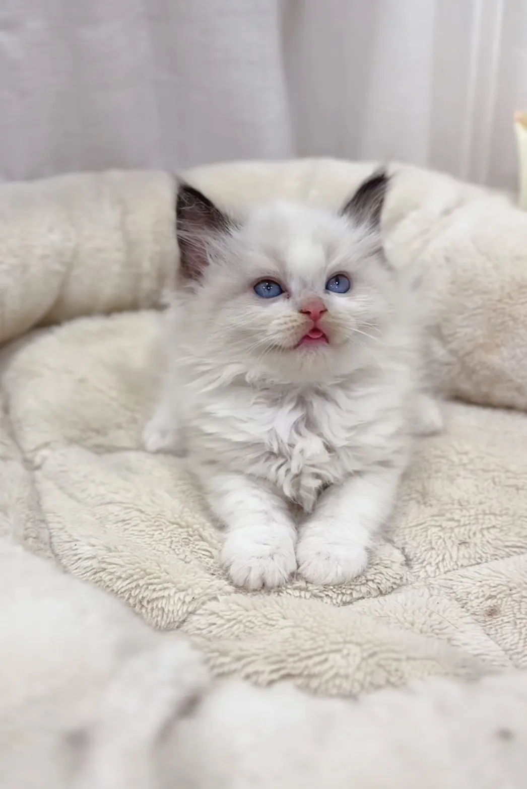 正開海雙布偶弟弟(已預定)