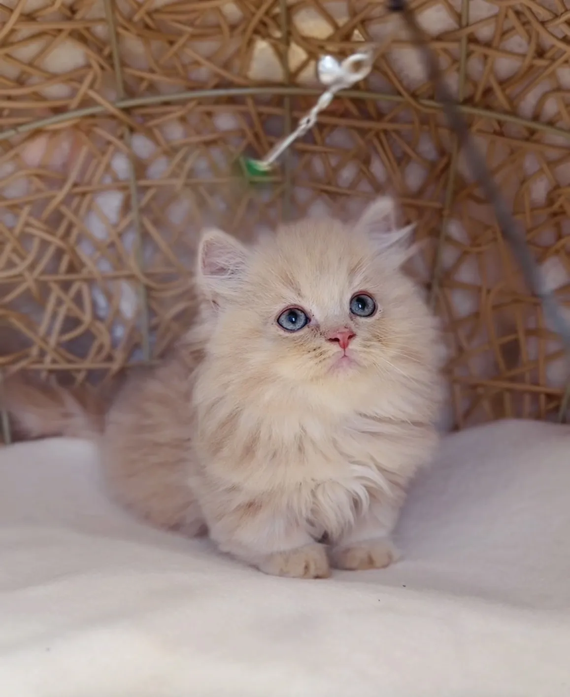 奶油小步舞曲弟弟