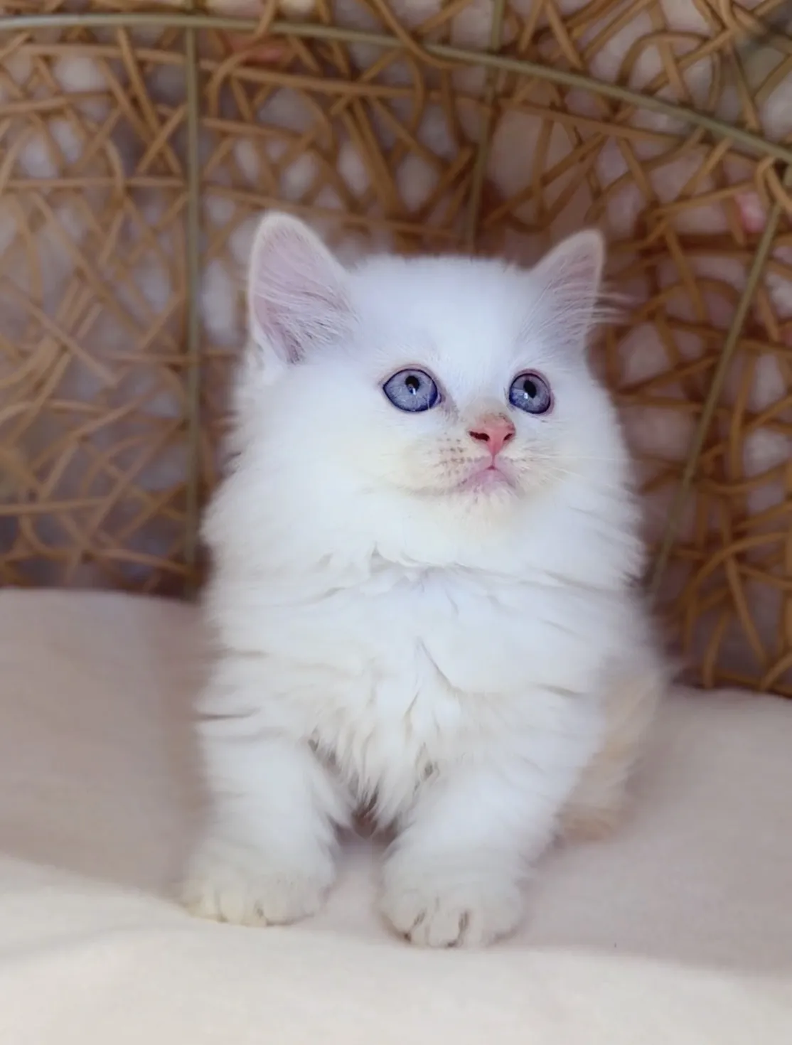 奶油端子小步舞曲弟弟