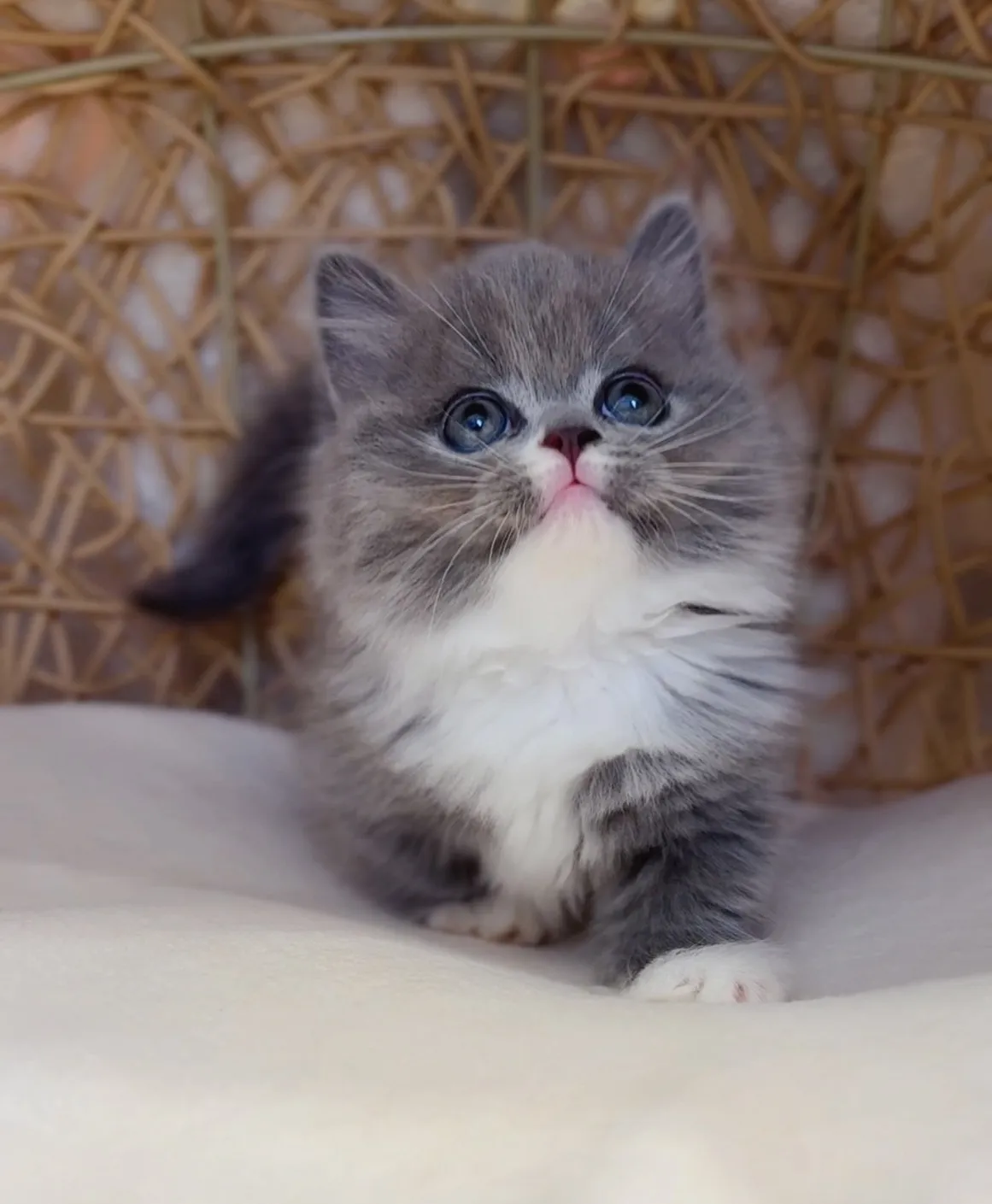 藍白小步舞曲弟弟(已預定)