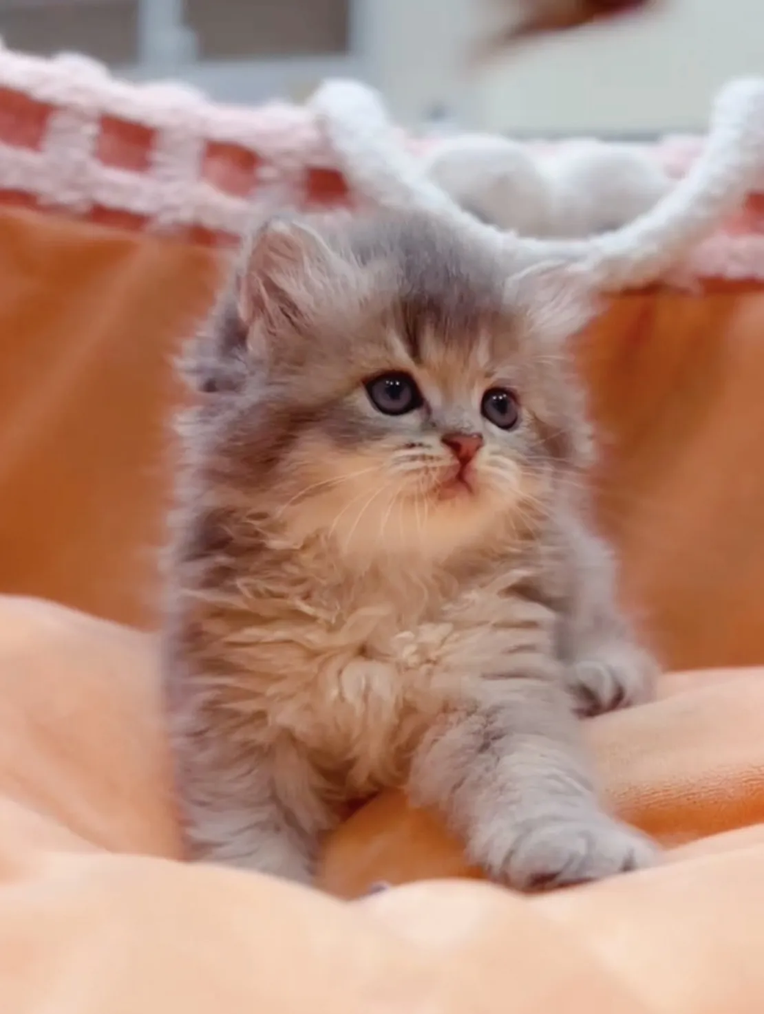 藍金漸層長毛妹