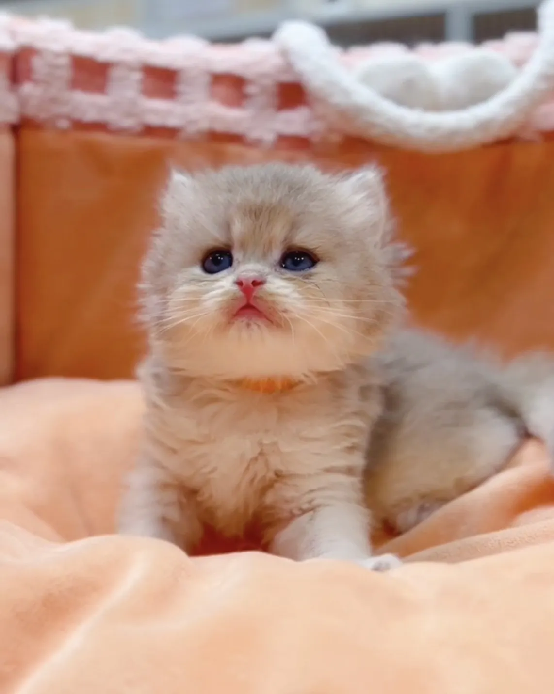 藍金漸層長毛弟