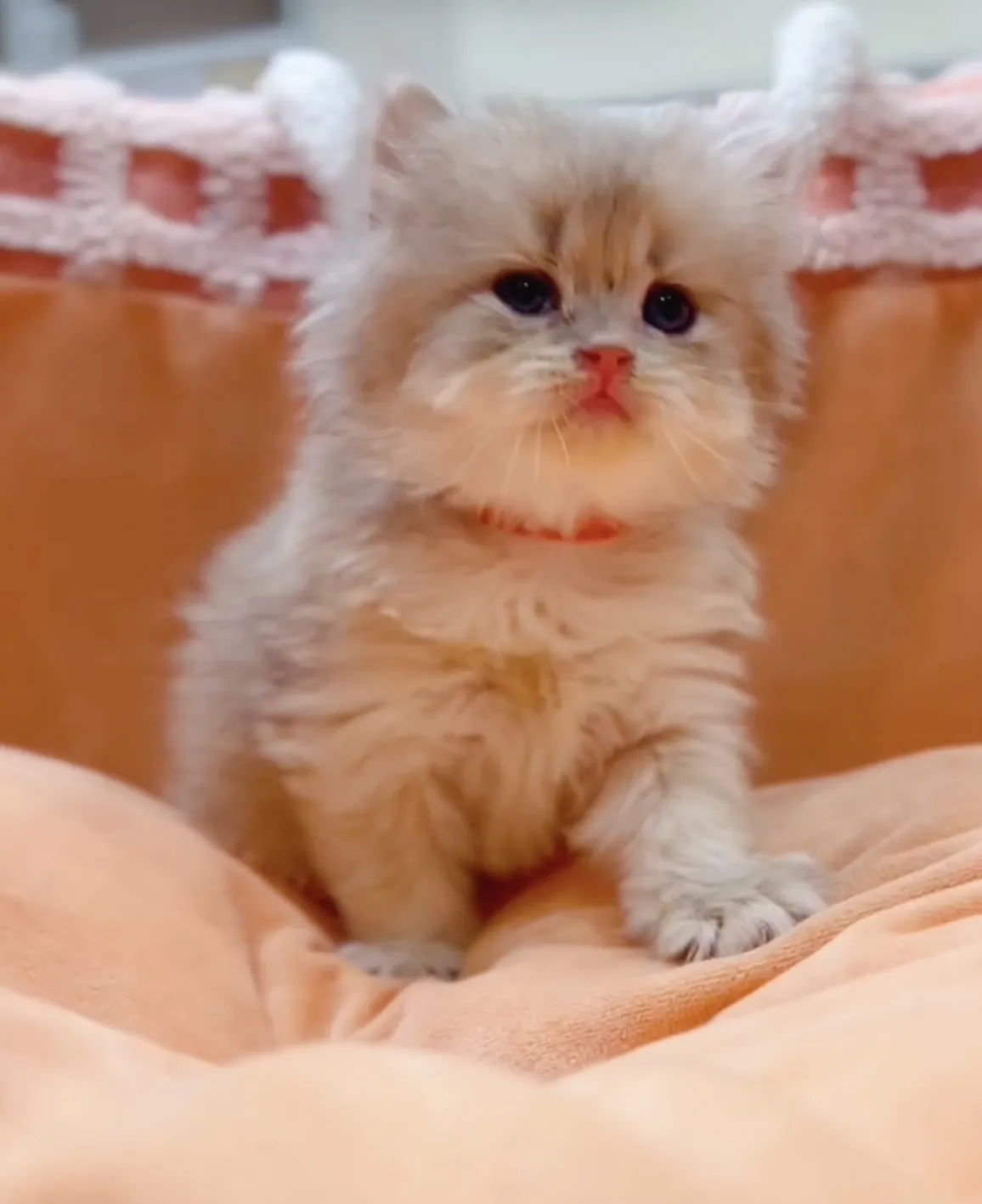 藍金漸層長毛弟(已預定)