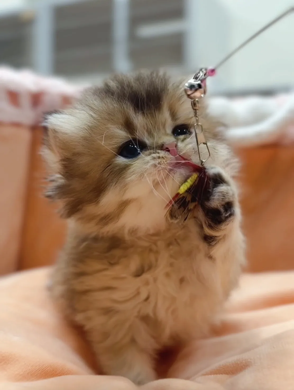 黑金漸層長毛妹