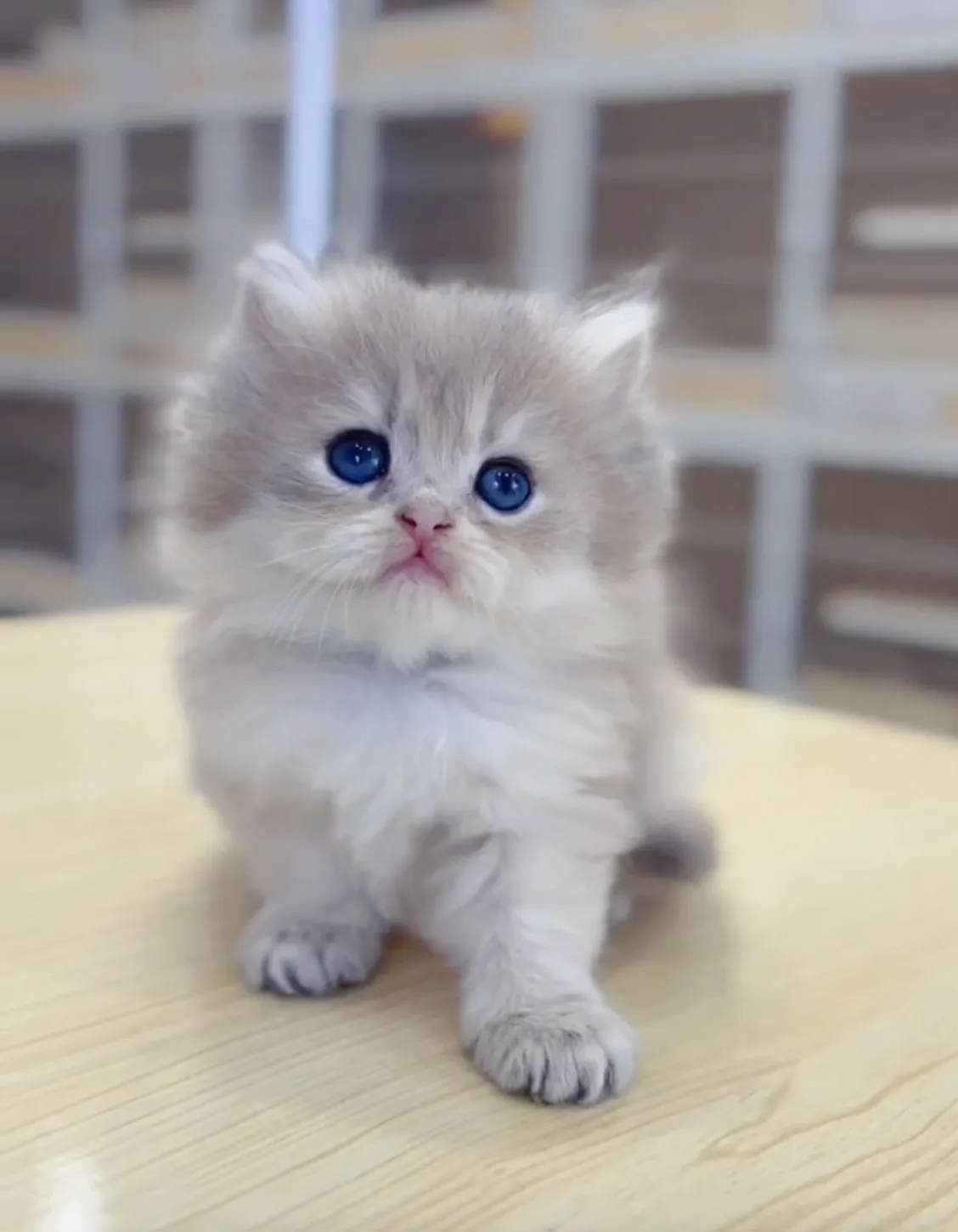 藍金漸層長毛妹