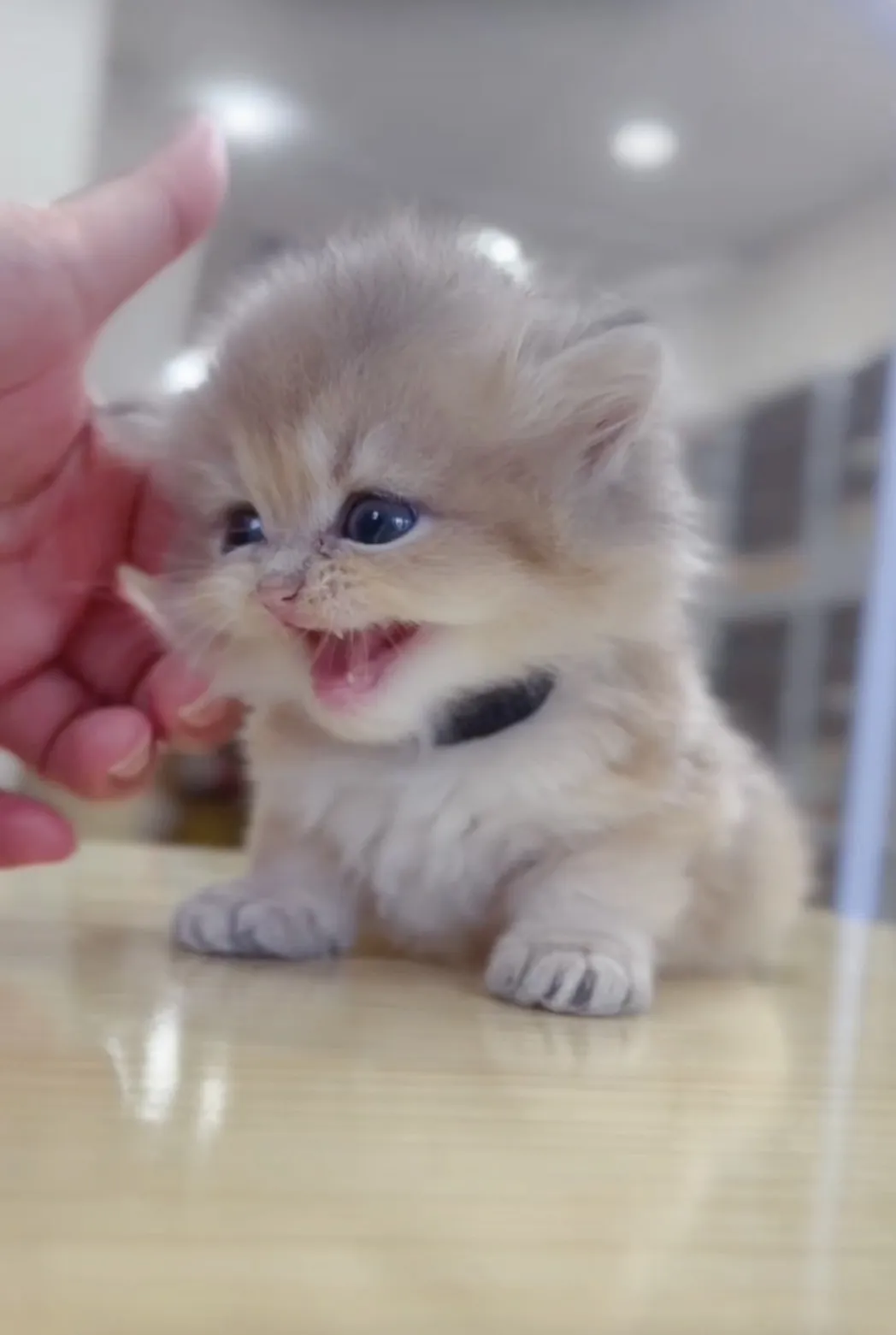 藍金漸層長毛弟