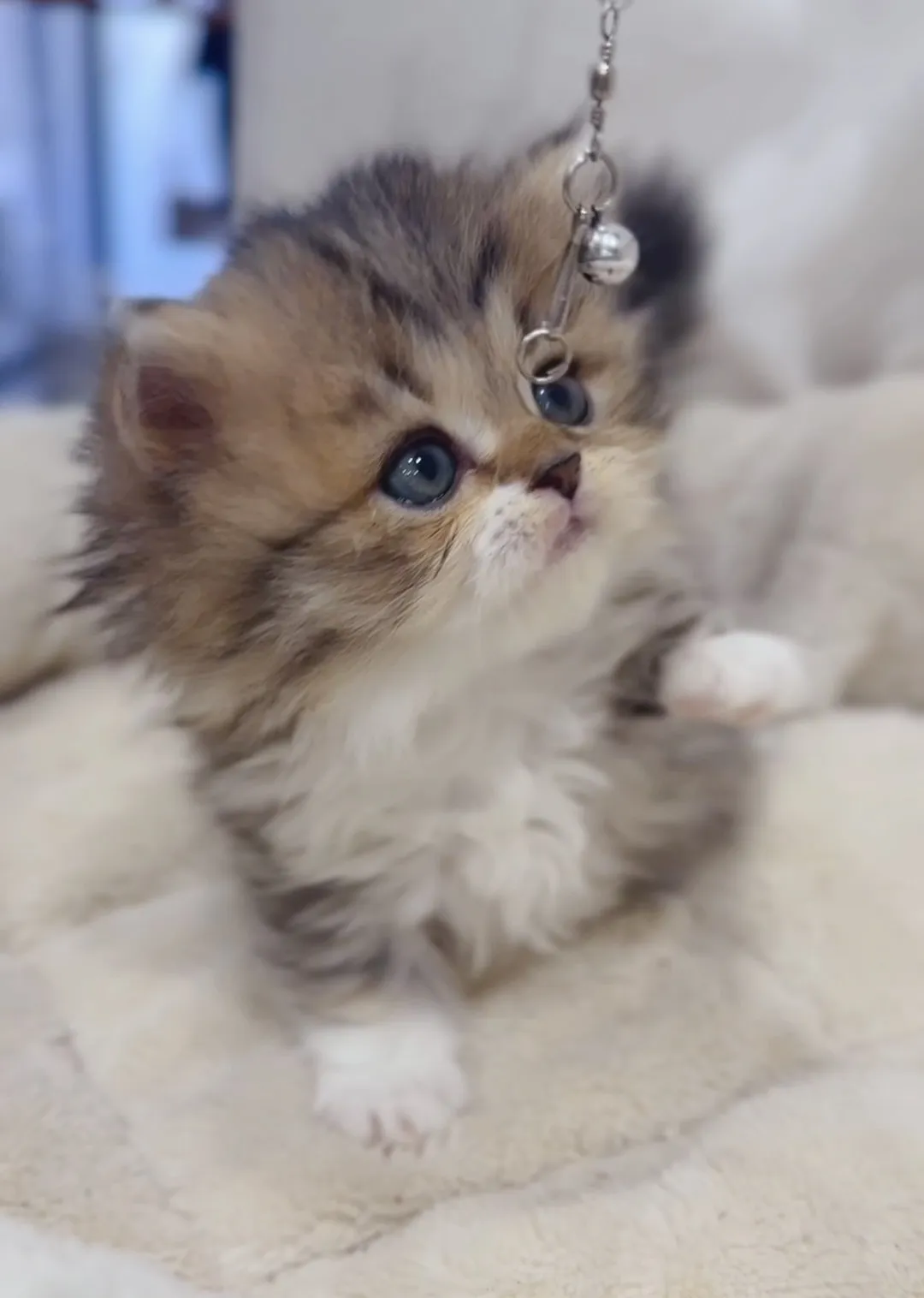 黑金加白小步舞曲