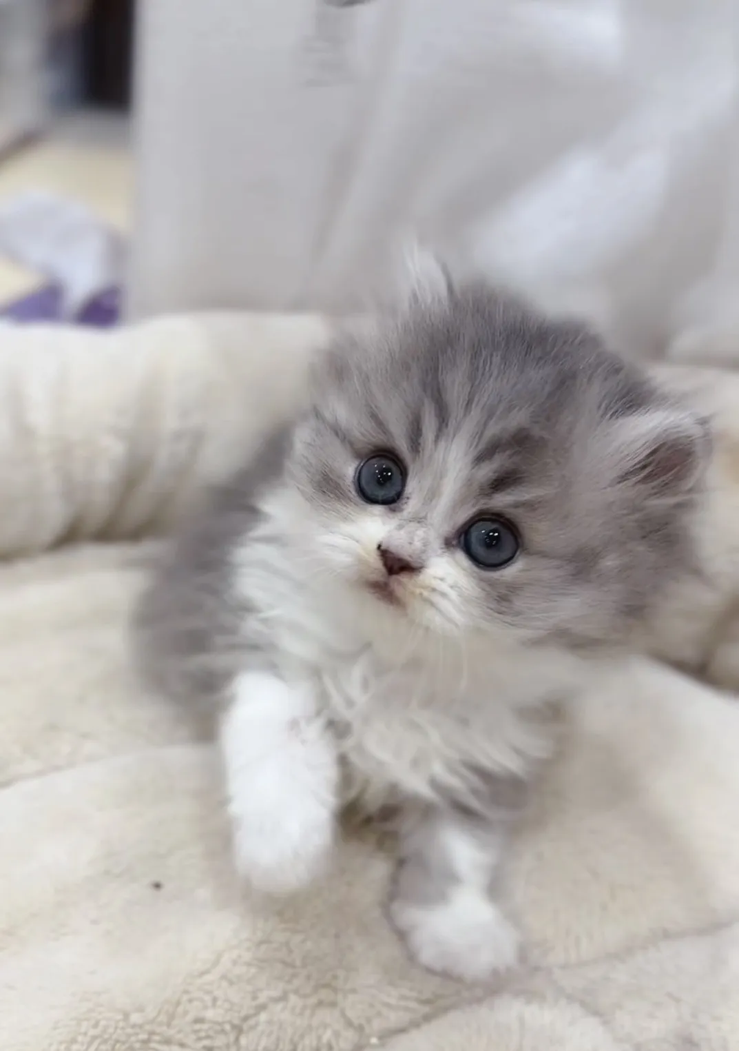 藍金加白英長妹